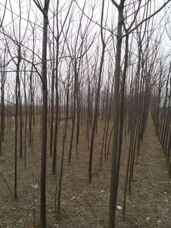 批發(fā)6公分7公分苦楝樹 批發(fā)6公分7公分苦楝樹