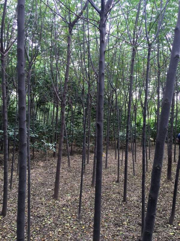 銷售7公分8公分苦楝樹 銷售7公分8公分苦楝樹