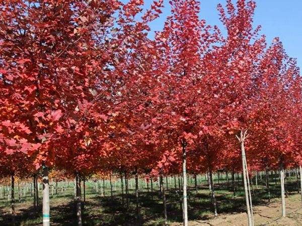 美國(guó)紅楓圖片美國(guó)紅楓基地實(shí)拍