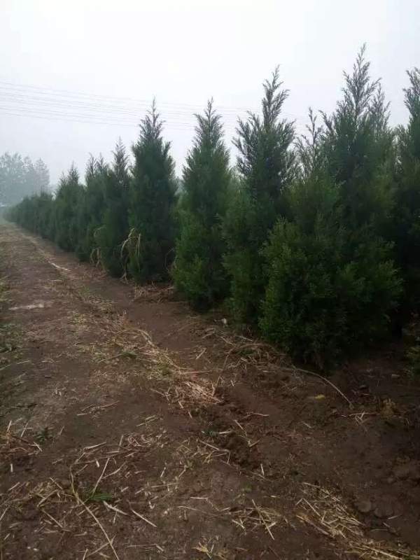 高度2.7米2.8米3米蜀檜價格優(yōu)惠 高度2.7米2.8米3米蜀檜價格優(yōu)惠