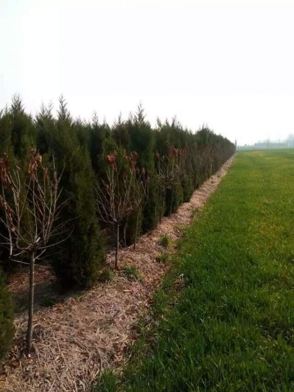 高度3米3.5米大蜀檜裝車_現(xiàn)場圖片 高度3米3.5米大蜀檜裝車_現(xiàn)場圖片