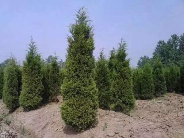 高度3米3.5米大蜀檜裝車_現(xiàn)場圖片 高度3米3.5米大蜀檜裝車_現(xiàn)場圖片