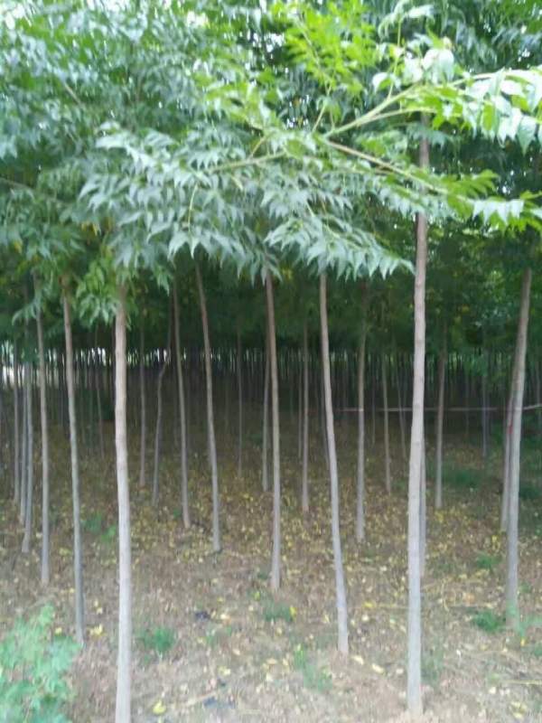 3公分4公分苦楝樹(shù)苗 3公分4公分苦楝樹(shù)苗