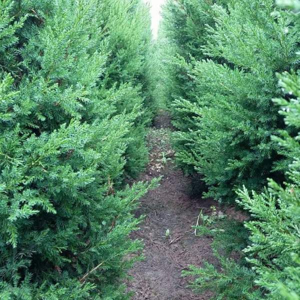 高度1.5米1.6米1.7米蜀檜供應(yīng) 高度1.5米1.6米1.7米蜀檜供應(yīng)