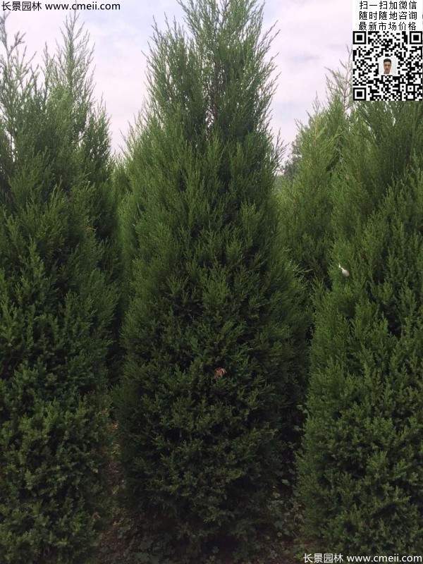 高度2.2米2.5米大蜀檜精品苗冠幅大 高度2.2米2.5米大蜀檜精品苗冠幅大