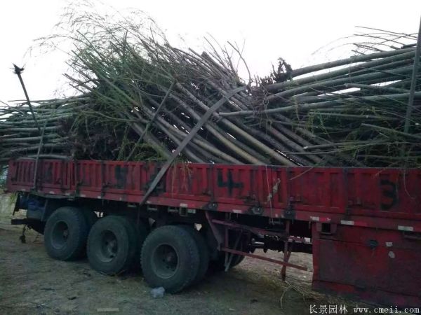 垂柳圖片垂柳基地實(shí)拍 垂柳圖片垂柳基地實(shí)拍