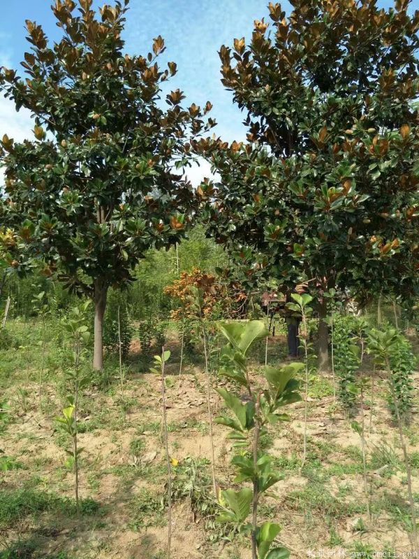 廣玉蘭圖片廣玉蘭基地實拍