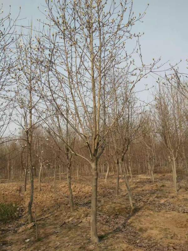 白玉蘭圖片白玉蘭基地實(shí)拍 白玉蘭圖片白玉蘭基地實(shí)拍