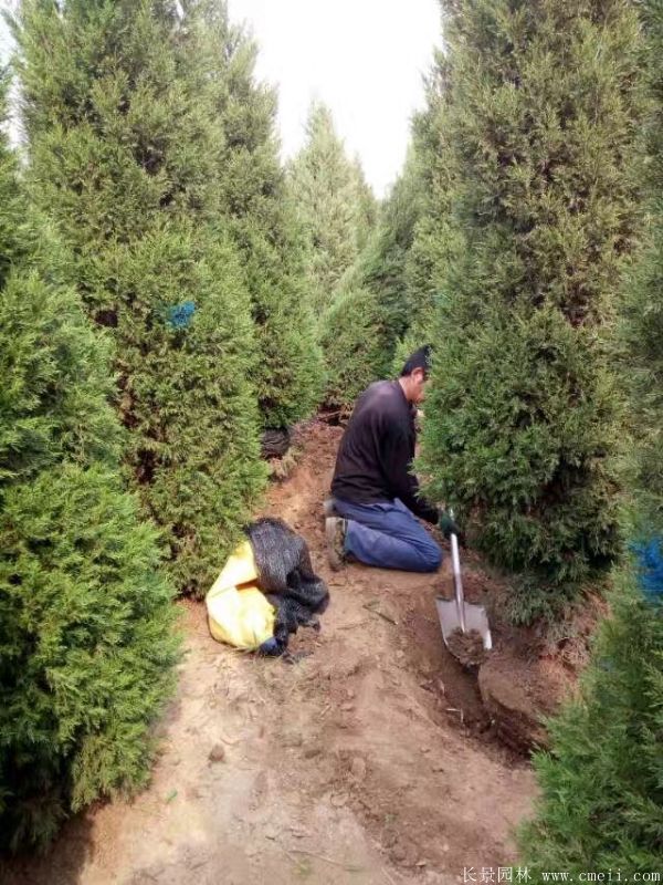 蜀檜圖片蜀檜基地實(shí)拍 蜀檜圖片蜀檜基地實(shí)拍