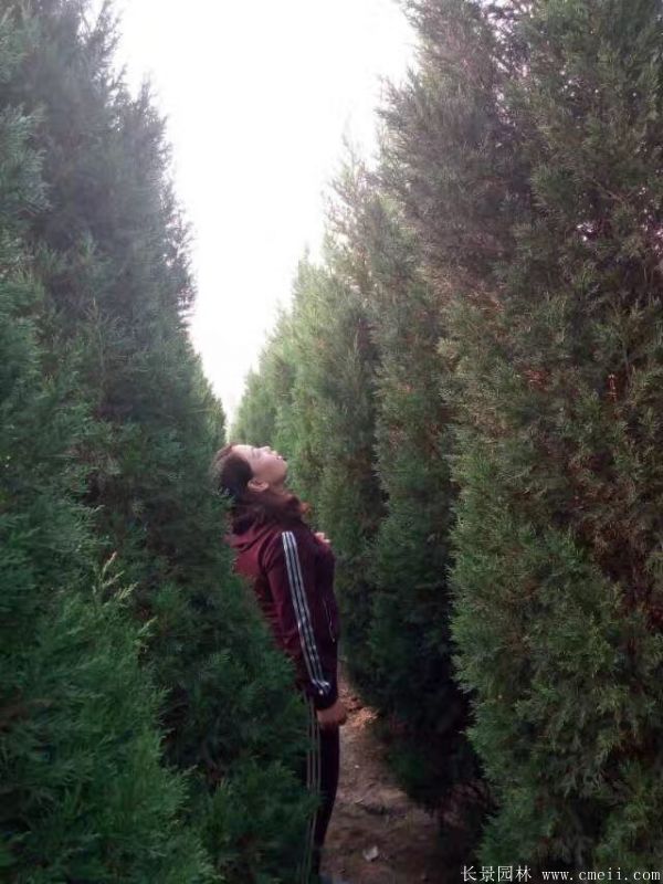 蜀檜圖片蜀檜基地實(shí)拍 蜀檜圖片蜀檜基地實(shí)拍