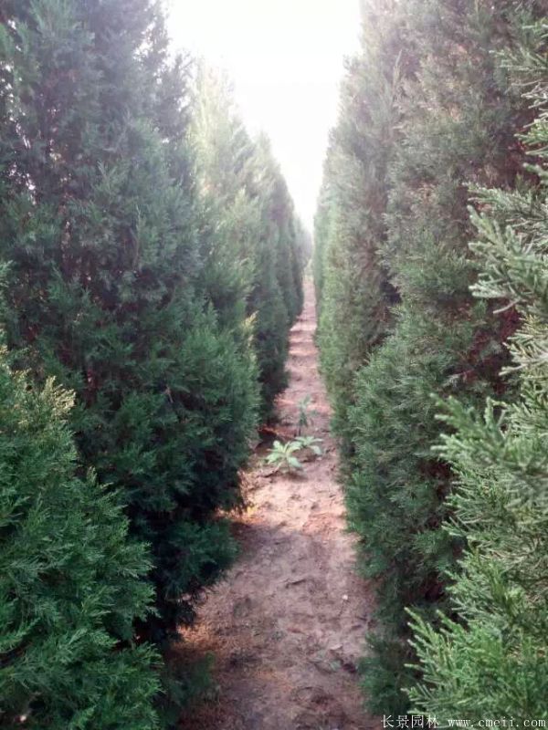 蜀檜圖片蜀檜基地實(shí)拍 蜀檜圖片蜀檜基地實(shí)拍