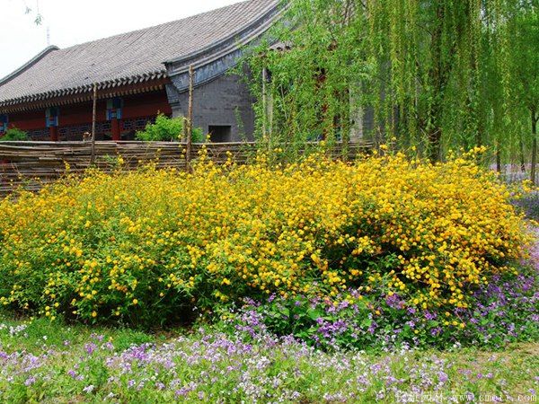 棣棠圖片基地實拍