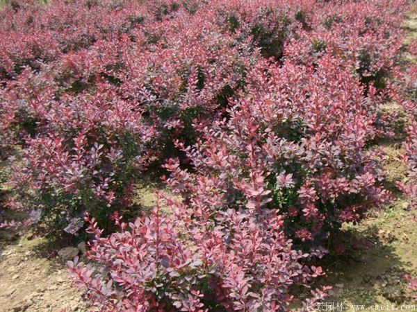 紅葉小檗圖片基地實(shí)拍 紅葉小檗圖片基地實(shí)拍