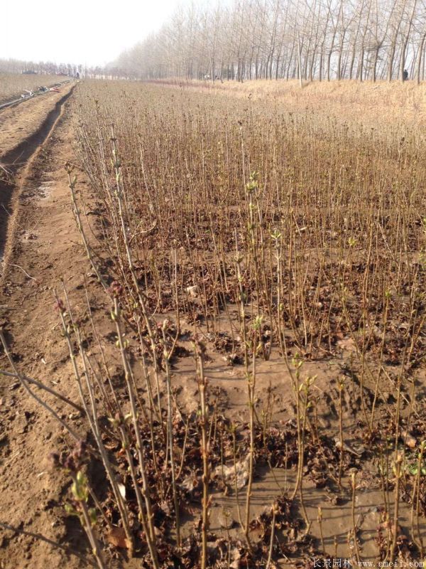 丁香圖片基地實拍 丁香圖片基地實拍