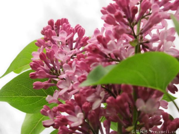 丁香圖片基地實拍 丁香圖片基地實拍