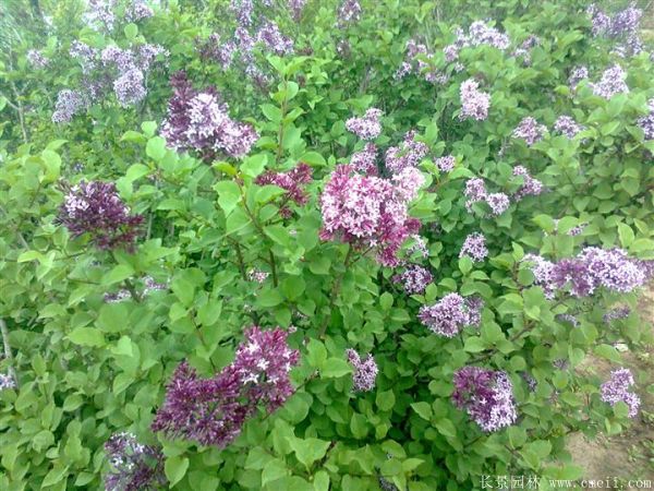 丁香圖片基地實拍 丁香圖片基地實拍