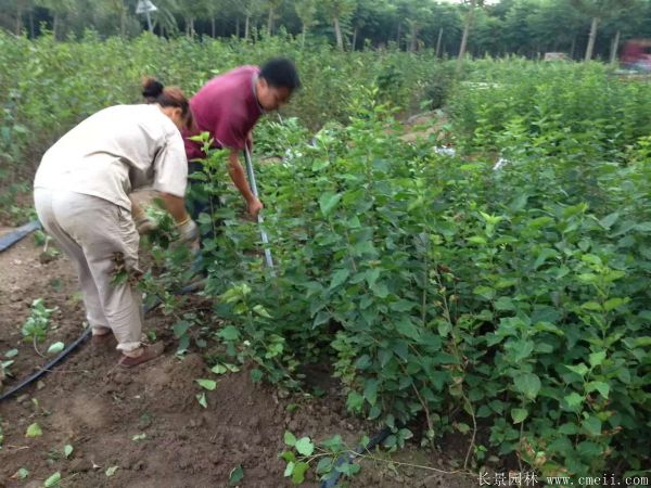 丁香圖片基地實拍 丁香圖片基地實拍