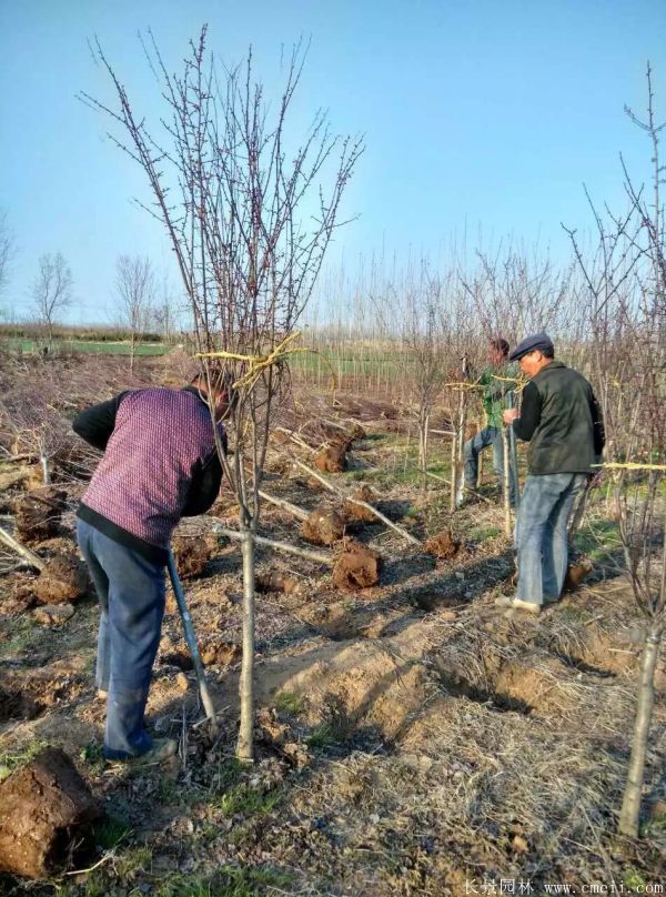 美人梅圖片基地實(shí)拍