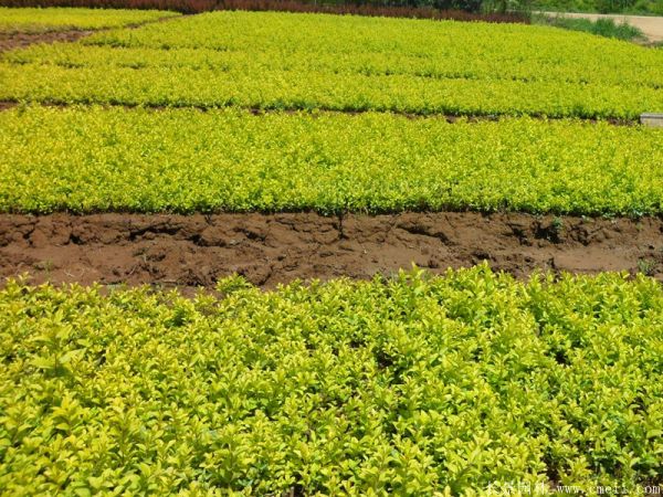 金葉女貞小苗 金葉女貞小苗