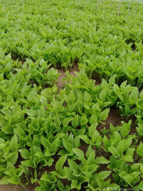 玉簪花圖片基地實(shí)拍