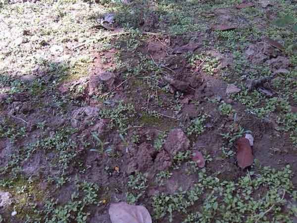 蒲公英種子發(fā)芽出芽圖片 蒲公英種子發(fā)芽出芽圖片