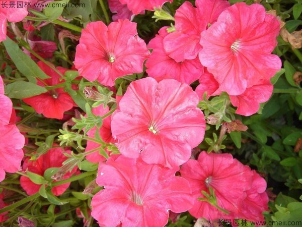 牽?；ǚN子發(fā)芽出苗開(kāi)花圖片