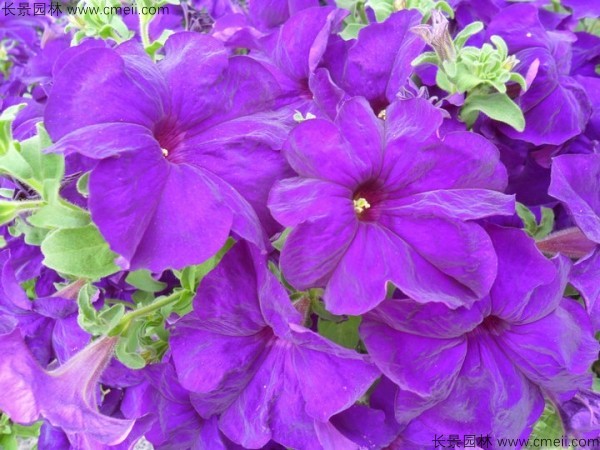 牽?；ǚN子發(fā)芽出苗開(kāi)花圖片