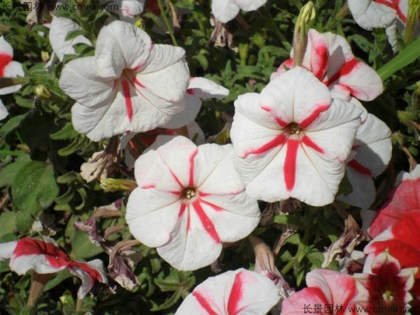 牽?；ǚN子發(fā)芽出苗開(kāi)花圖片