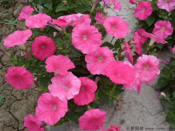 牽?；ǚN子發(fā)芽出苗開(kāi)花圖片