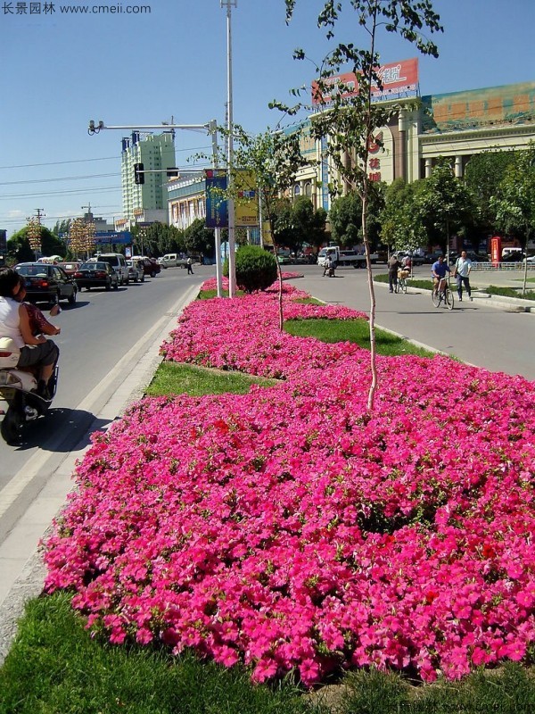 牽?；ǚN子發(fā)芽出苗開(kāi)花圖片