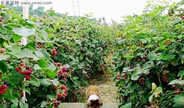樹莓種子發(fā)芽出苗圖片