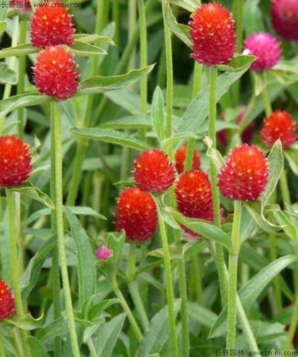 千日紅種子發(fā)芽出苗開(kāi)花圖片