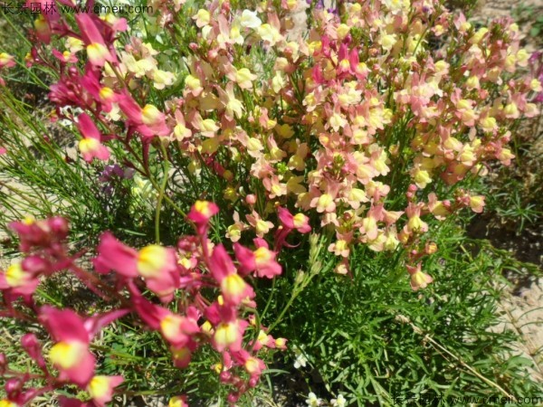 柳穿魚種子發(fā)芽出苗開(kāi)花圖片