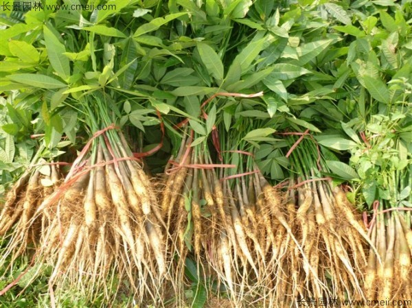 發(fā)財樹種子發(fā)芽出苗圖片