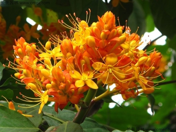 無(wú)憂樹種子發(fā)芽出苗開花圖片