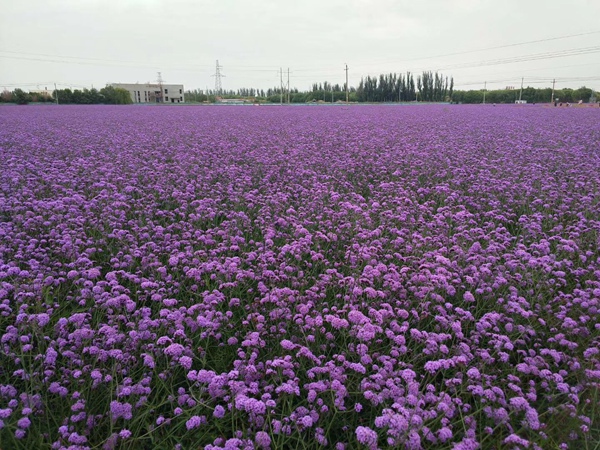 柳葉馬鞭草 柳葉馬鞭草