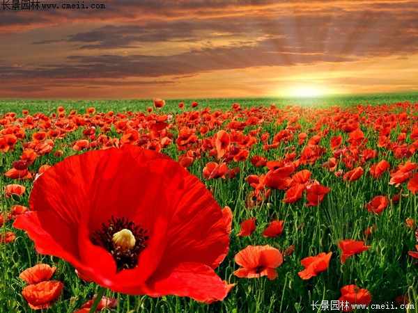 紅色虞美人 紅色虞美人