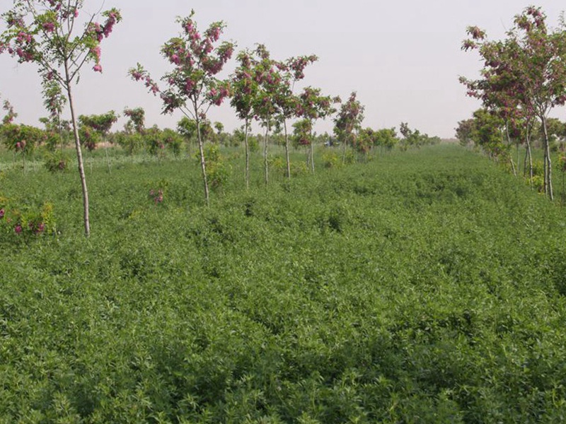 國產(chǎn)苜蓿 國產(chǎn)苜蓿