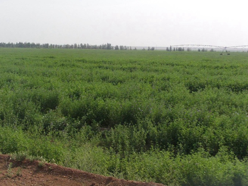 國產(chǎn)苜蓿 國產(chǎn)苜蓿