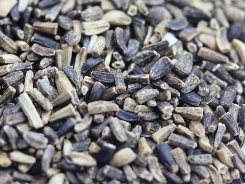 進口菊苣種子 進口菊苣種子