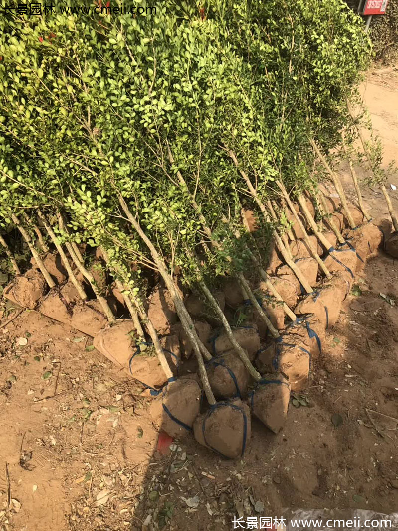 小葉黃楊樹(shù) 小葉黃楊樹(shù)