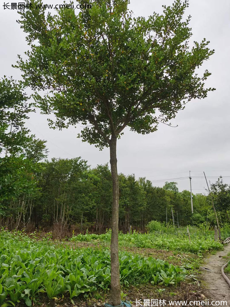 小葉黃楊樹(shù) 小葉黃楊樹(shù)