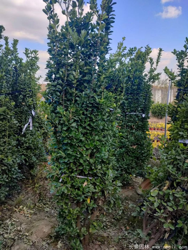 大葉黃楊柱 大葉黃楊柱