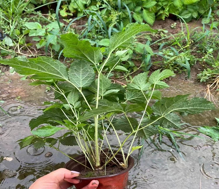 落新婦容器苗盆栽 落新婦容器苗盆栽