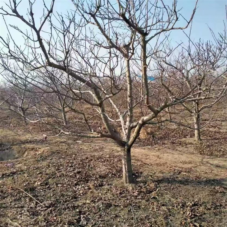 山楂樹(shù)冬天的樣子 山楂樹(shù)冬天的樣子