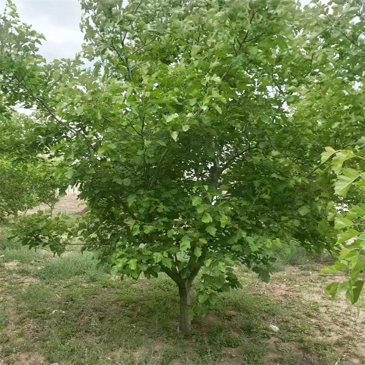 山楂樹(shù) 山楂樹(shù)