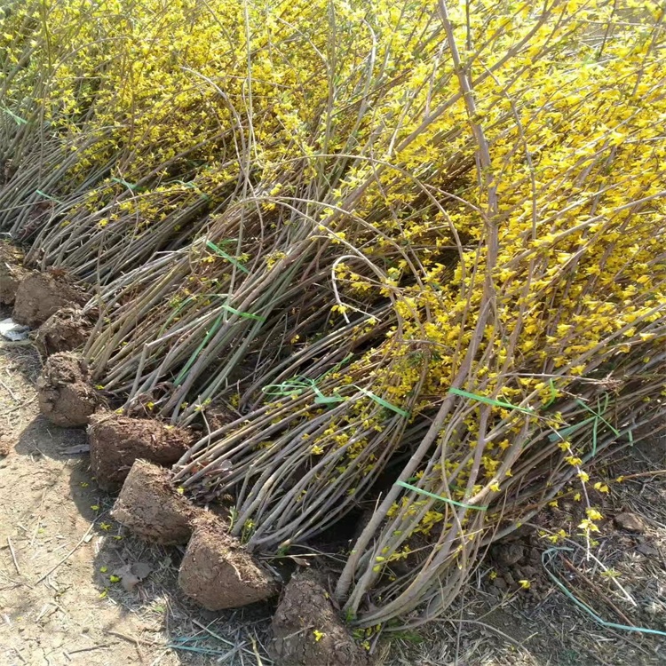 金鐘花毛球 金鐘花毛球