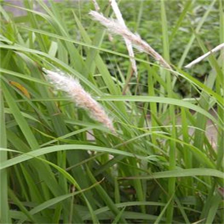 茅草 茅草