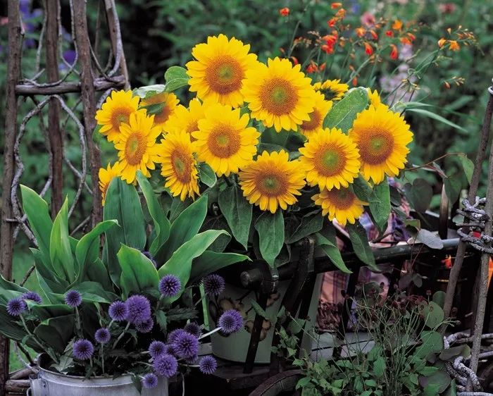 富陽(yáng)特系列向日葵 富陽(yáng)特系列向日葵