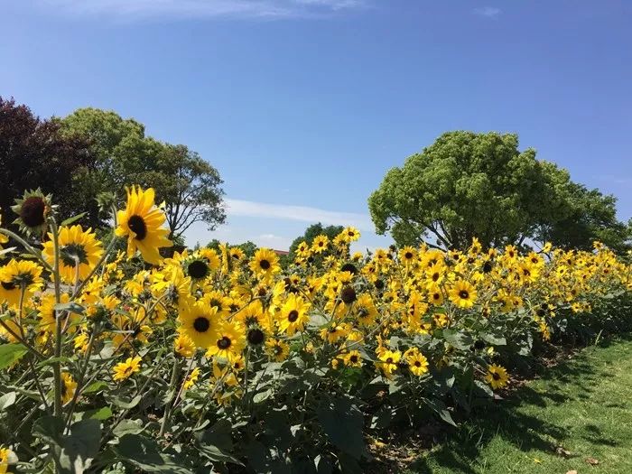 無(wú)限陽(yáng)光系列向日葵 無(wú)限陽(yáng)光系列向日葵